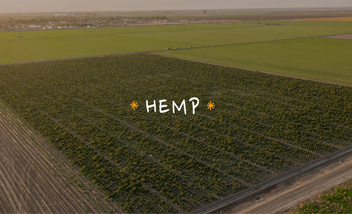 Aerial view of a hemp farm with the word “Hemp” overlaid