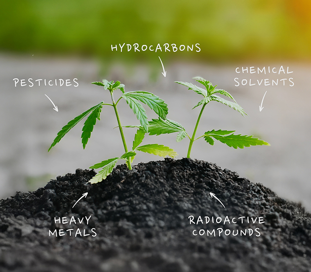 Cannabis plant in soil surrounded by labels identifying potential contaminants: hydrocarbons, pesticides, chemical solvents, heavy metals, and radioactive compounds